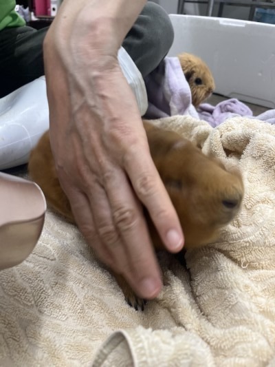 ドライヤーで乾かされるモルモット