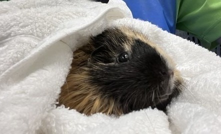 タオルで拭かれるモルモット