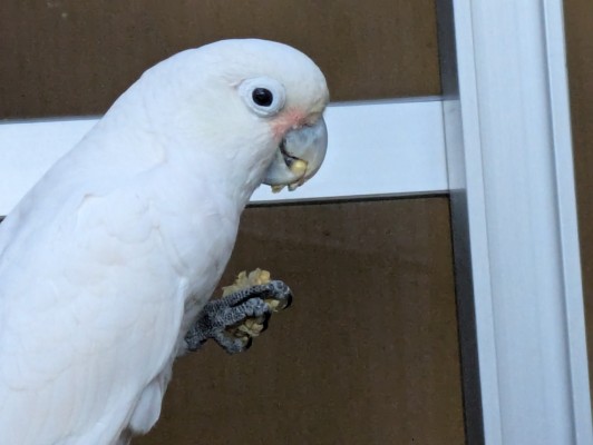 コーンを食べるプティ