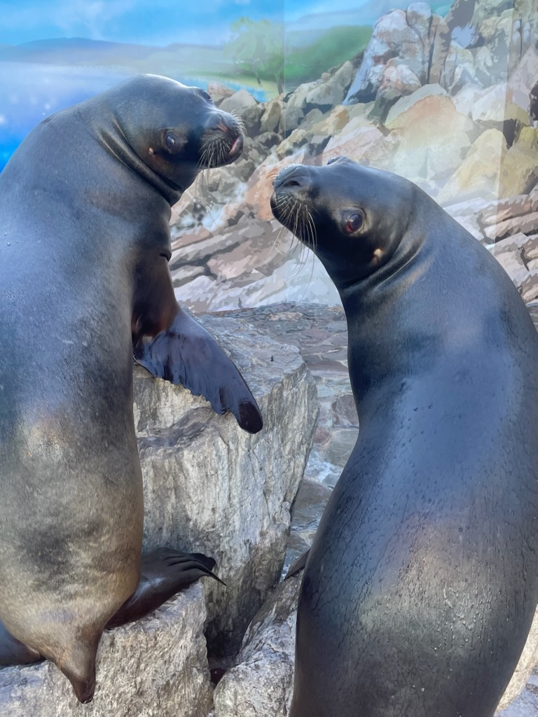 オタリア