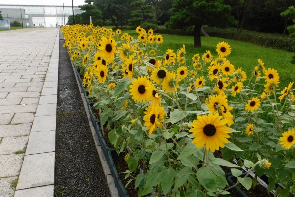 東京大会を花でおもてなし ひまわりロードプロジェクト 花とみどりの応援団 公益財団法人 えどがわ環境財団