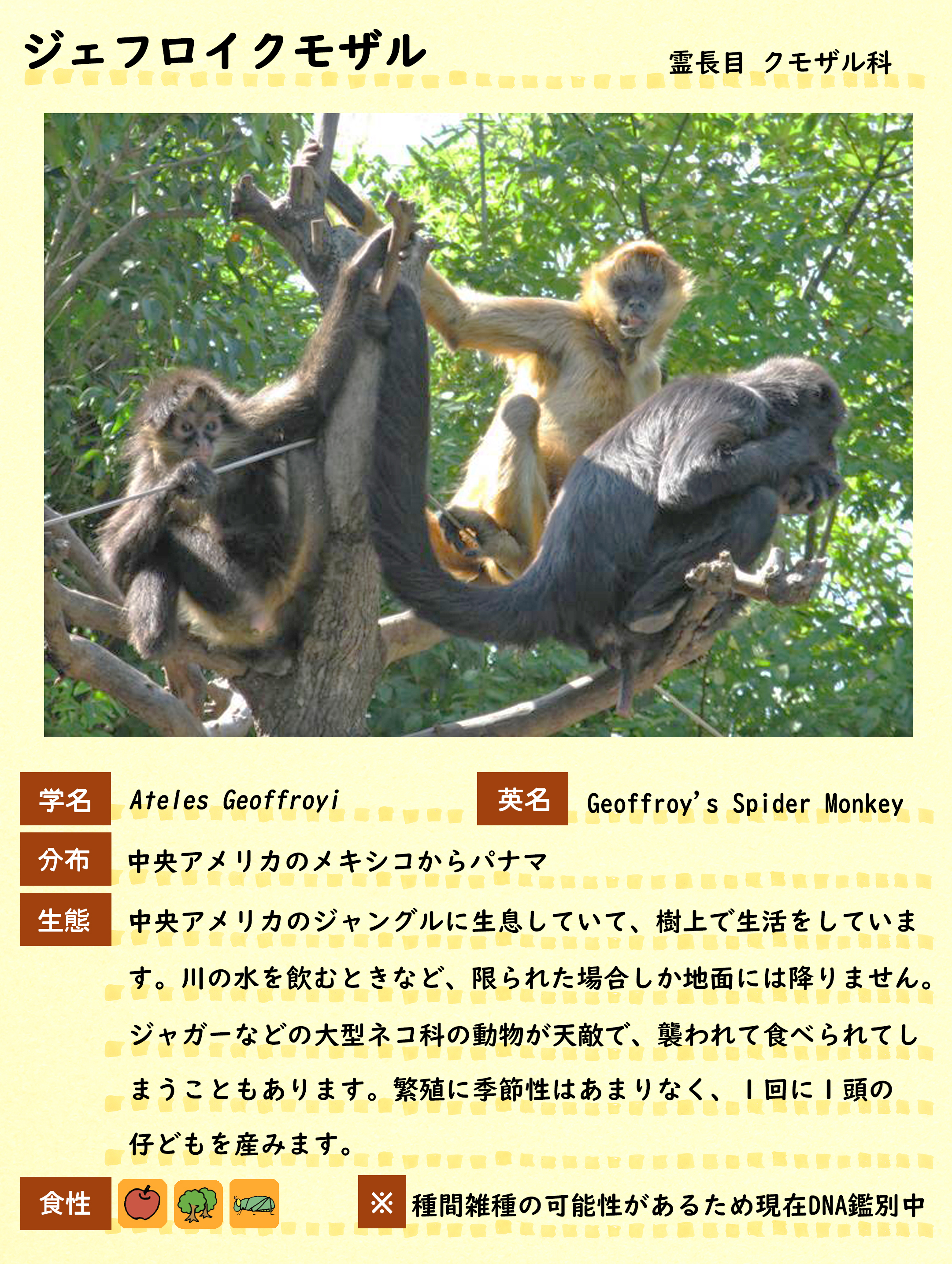 ジェフロイクモザル 動物紹介 自然動物園 公益財団法人 えどがわ環境財団