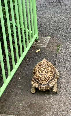 お散歩後ろ姿
