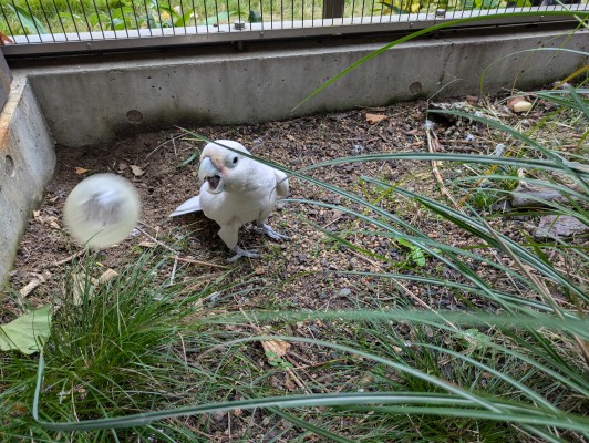 カプセルを投げて遊ぶプティ