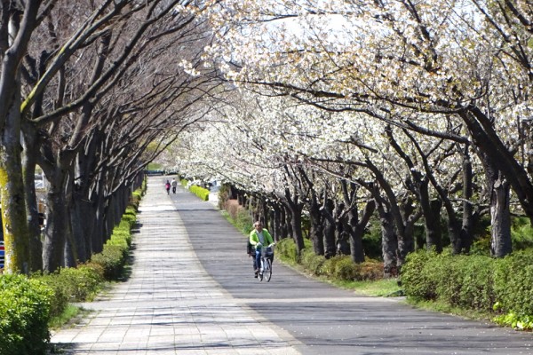 ケヤキ・大島桜