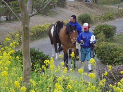 写真　菜の花と馬