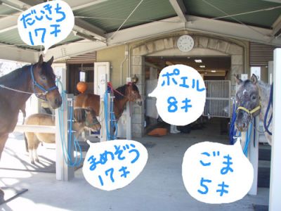 写真　篠崎ポニーランドの馬たち