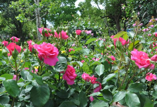 宇喜田東公園のバラ