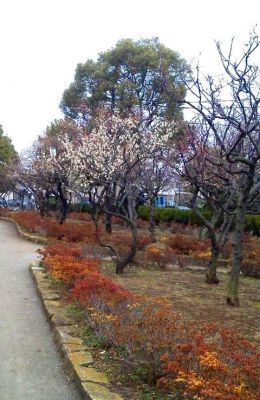 宇喜田東公園の梅の木