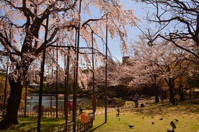 平成庭園桜