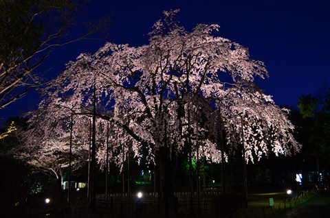 枝垂桜のライトアップ