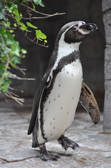 大人のフンボルトペンギン