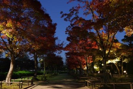 行船公園紅葉夜景モミジ並木