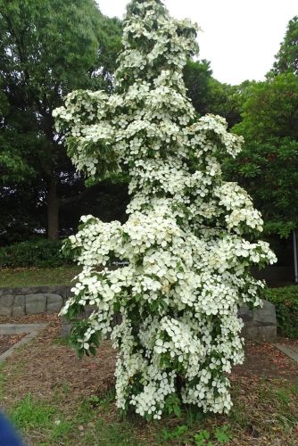 関連画像