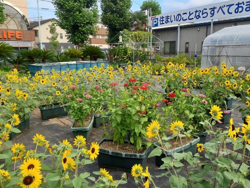 関連画像