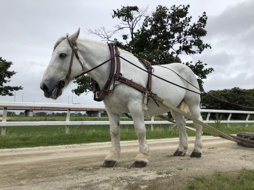 ミルキーが着けている馬具について - ポニーランド - 公益財団法人