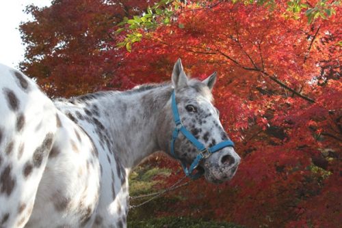 関連画像