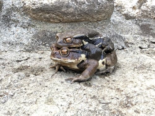 年02月の自然動物園ぶろぐ 自然動物園 公益財団法人 えどがわ環境財団