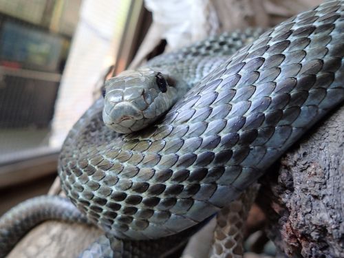 爬虫類の鱗 自然動物園 公益財団法人 えどがわ環境財団