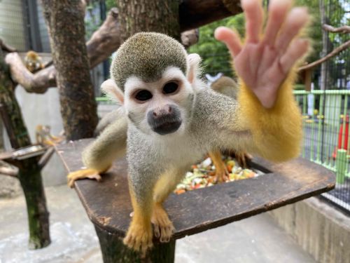 自然動物園 公益財団法人 えどがわ環境財団