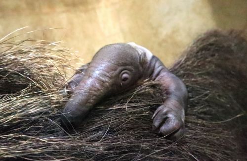 お知らせ - 自然動物園 - 公益財団法人 えどがわ環境財団