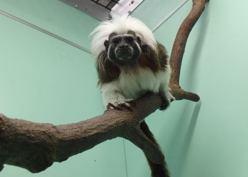 お知らせ - 自然動物園 - 公益財団法人 えどがわ環境財団