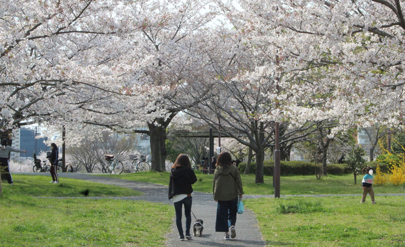 水とみどり花の情報