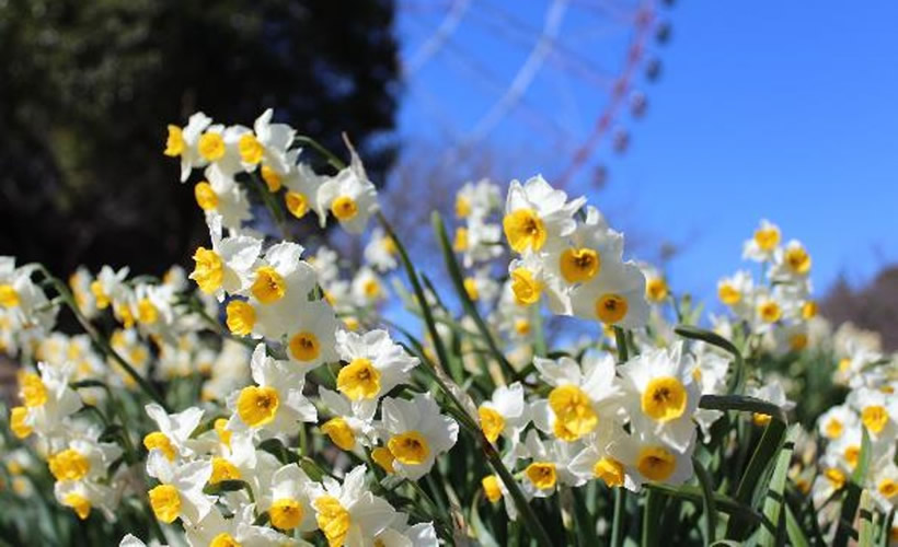 水とみどり花の情報