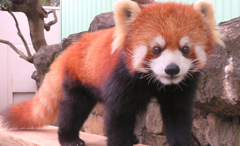 自然動物園