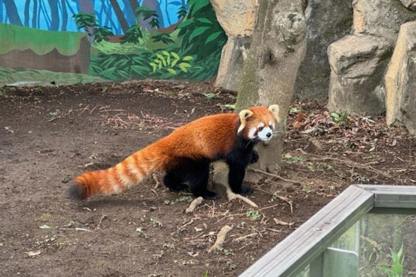 レッサーパンダ