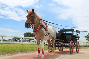 馬車とポニー